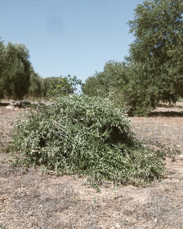 pruning the olive trees after the harvest