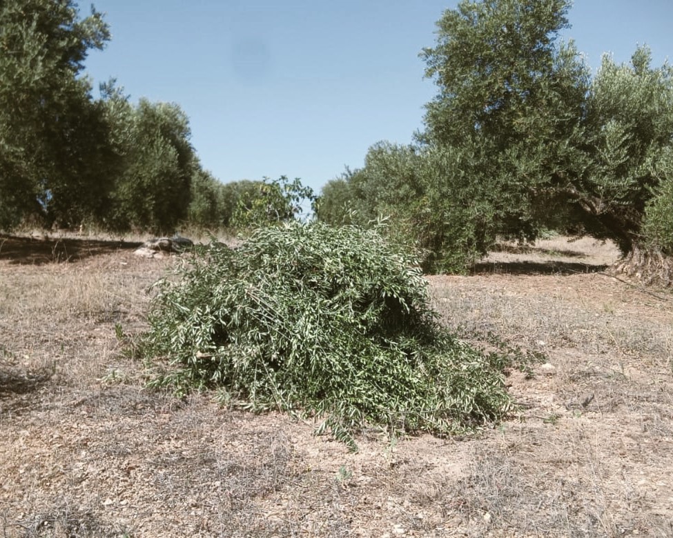 pruning the olive trees after the harvest